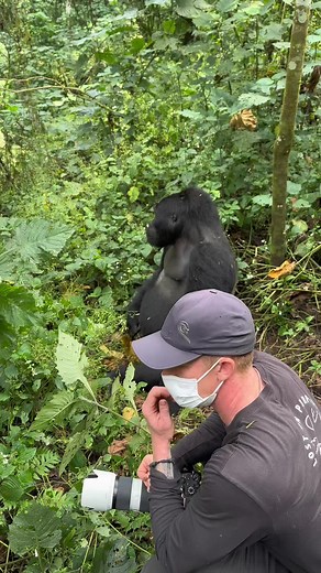 Intimate Encounter with a Silverback Gorilla
