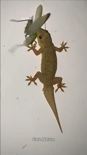 How does a house lizard lay eggs?