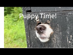 What to look for in an English setter pup!