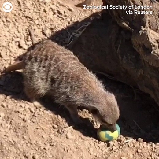 256K views · 15 shares | MEERKAT EGG HUNT: Meerkats at the London Zoo enjoyed an early Easter egg hunt. According to the zoo, the eggs were decorated with animal-friendly paint and there were plenty for everyone, but some of the animals got a little protective of their stashes! | CBS Newspath | Facebook