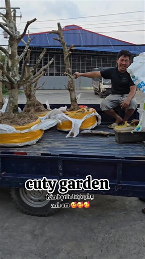 #maivang #bonsai cuty garden hân hạnh được phụ ae