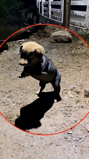 The puppy turned into a human…🐶➡️🧍‍♂️😨 #scary #dog #transformation #creepy #viral #ghost #jumpscare | Himanshu Khatik