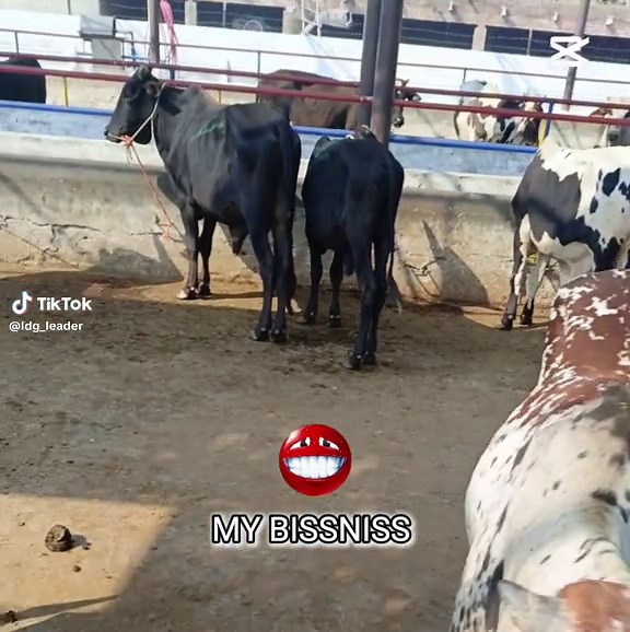 Bull meet Farmhouse allahmdullh 🥹❤️‍🩹 💵💸💵 I'm Seccefull 2025 Raiwind KiNG . . . #foryou #fyp #foryou #unfreezemyaccount