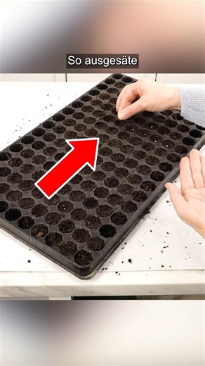 How to grow perfect tomatoes from seed – for maximum harvest!