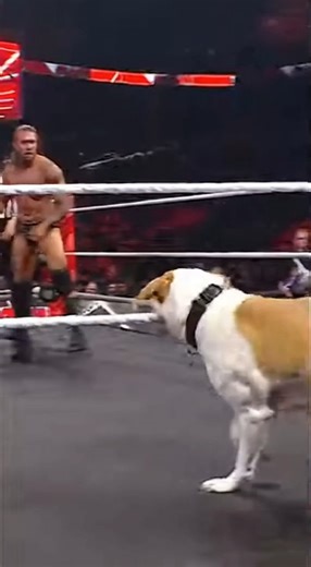 OMG! A Dog Entered the Ring and Disrupted a WWE Match 😂🐶 #FunnyMoment #OMG | Wrestleverse