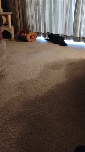 ‍⬛Throw back to Gizmo playing with a remote control mouse.‍⬛ #CatToyFun #blackcat #blackcatsrule #catreels #fbreelsfypシ゚viralfbreelsfypシ゚viral #fbreels2025ツ #fbreelsfypシ゚viralシ #fbreelsfypシ゚ | Lori Ann Anderson | Facebook