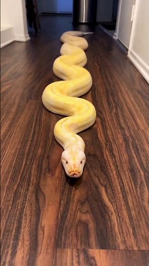 amazing wildlife animal transformation