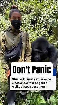 The ONE rule you need if you meet a Gorilla in the wild