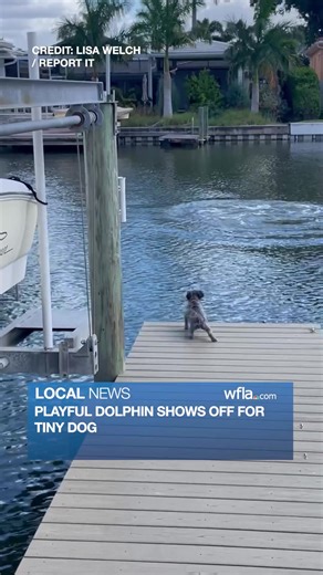 A playful dolphin put on the show of a lifetime for one tiny pup. https://www.wfla.com/news/hillsborough-county/video-dolphin-shows-off-for-tiny-dog-in-hillsborough-county/ | WFLA News Channel 8