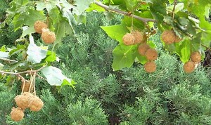 Platanus wrightii - Alchetron, The Free Social Encyclopedia