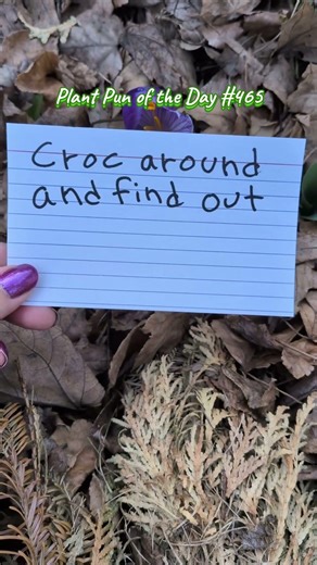 Crocus Flowers | Croc Around and Find Out | Plant Pun of the Day | ThePlantifulGardener