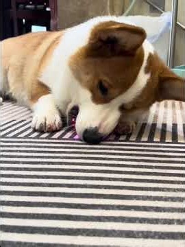 Interactive Cat Play Ball - Motorized Golf Ball Toy with Bird Sounds for Cats & Dogs