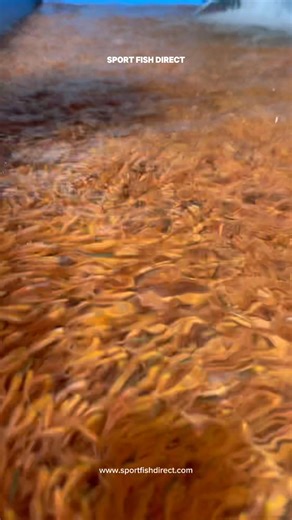 Farm-raised (by us). Family-owned (by us). Direct to your doorstep (from us). We are proud to be generations deep in this business and proud to bring the best of sport fish and bait fish to you, wherever you are! #pondstocking #sportfishdirect #fishon | Sport Fish Direct