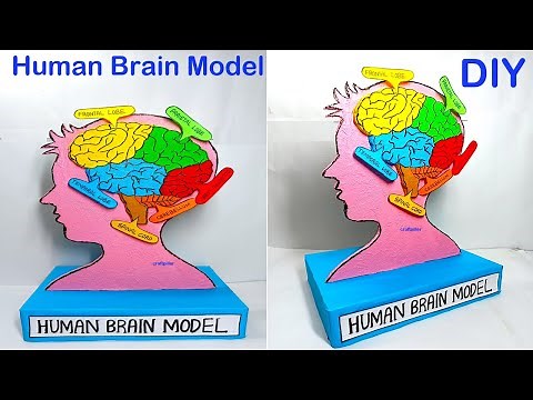 human brain model (3d) making - diy - biology project | craftpiller