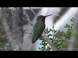 The Hummingbird's Tongue