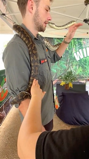 Australian Carpet Python Snake #shorts #content #carpet #python #snake