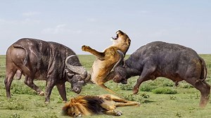 Most Classic Battle Of Buffalo Vs Lion - Lion Fight Buffalo, Crocodile, Lion | Animal Rescue