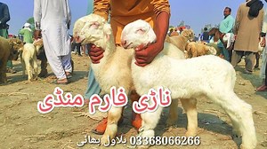 59 reactions | 23 September 2013 Nadi form mandi Mundra chhatra market ناڑی فارم منڈی پیور ککے مندرے چتھرے 03167478083/ | Muhammad Sajawal Goat Farm | Facebook