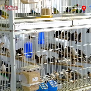 9K views · 78 reactions | Erzincan’da yetiştirilen rengarenk egzotik kuşların kur ötüşleri ve kur dansları belgeselleri aratmadı. | Sabah | Facebook