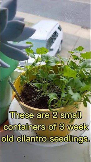 Cilantro: The Ultimate Small Container Gardening Guide