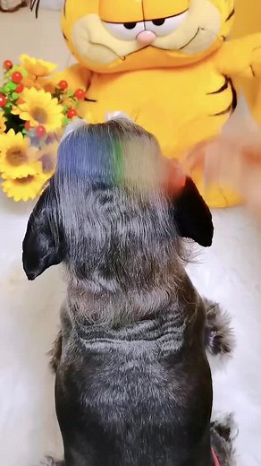 Grooming and Braiding a Small Dog's Hair with Style