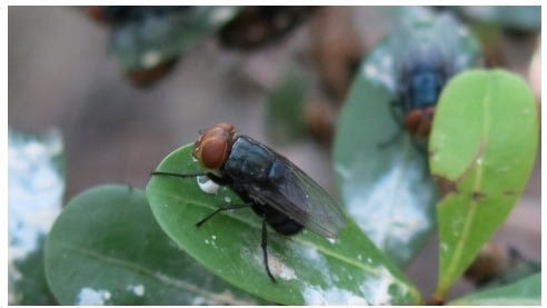New World Screwworm concerns reach US. Are the parasites in Ohio? What to know