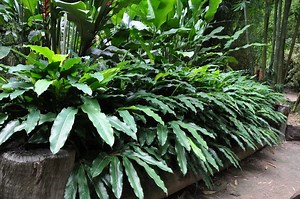 Alpinia nutans - Alchetron, The Free Social Encyclopedia