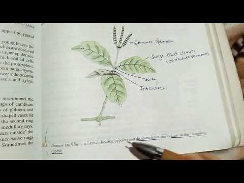 morphology and anatomy of Gnetum || MSc botany