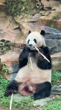 Adorable Giant Panda Eating Bamboo