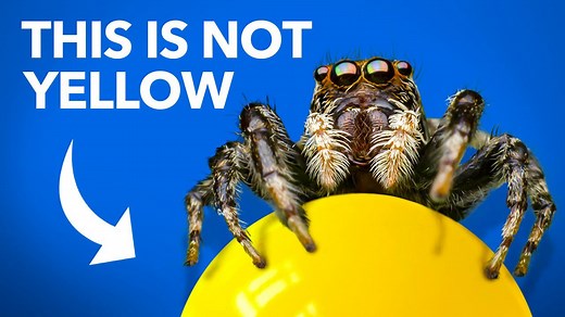 What Jumping Spiders Reveal About Color and Vision
