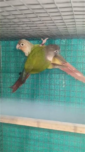 Green cheek conure and pinnaple conure pair 🥰
