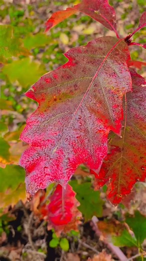 Fernando Pinheiro on Instagram: "Carvalho quercus rubra 🍁🍂🌲..plantas outonais e coníferas raras"
