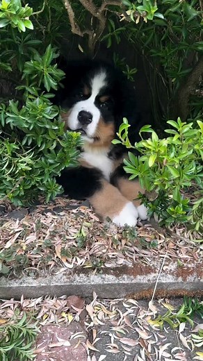 14K views · 1.5K reactions | Mornings with Barney - sheer indulgence, and an abyssal need for a good, soul-softening cuddle. | Maurice Munteanu | Facebook