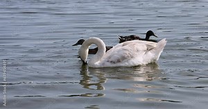 a young white swan with gray feathers floating in the lake in the summer, a swan floating on the lake in the warm summer season