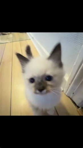 So cute! 🥰 🎵: i was never yours - karin ann #cutepets #adorable #funnyanimals #fyp #viral #london