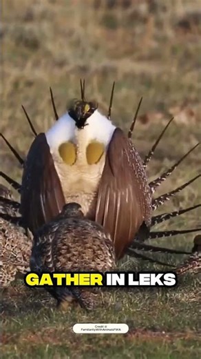 Sage Grouse: Nature's Most Fascinating Bird Revealed!