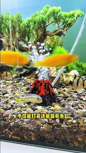 Placing an air stone in the fish tank will oxygenate it #airstone #aquarium #aquascape #fish