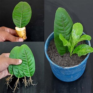 How to grow lemon trees from lemon leaves - With 100% Success | Rana Craft