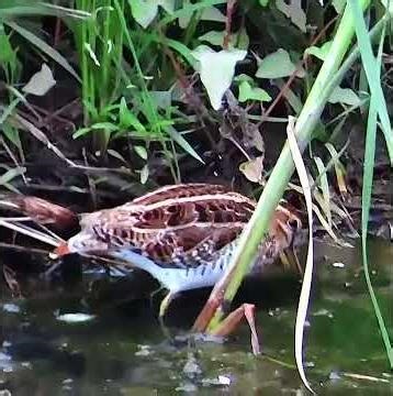 タシギ調布地区ショート 2026年4月12日 #タシギ #野鳥 #birds #wildlife #nature #自然観察ぶらり散歩
