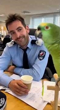 drôle de perroquet 😂🦜