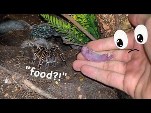 Feeding a Baby RAT to my TARANTULA !!! [DISCLAIMER]