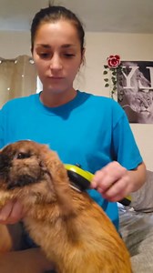 Pecute Cat Steam Brush, Self-Cleaning Steam Cat Brush with 2 Water Spray Modes, Large Capacity Tank, Steaming Renu Dog Brush for Shedding Massaging Grooming, Cool Mist Only