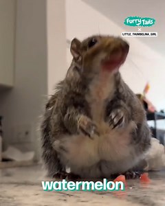 141K views · 3K reactions | Greedy squirrel wants more watermelon  | Furry Tails | Facebook