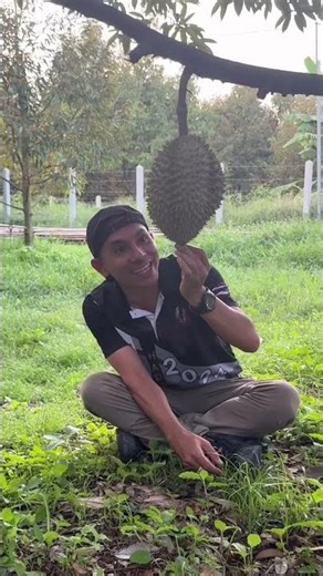 A really delicious durian must have that perfect smell! It should make a loud squeaking sound whe...