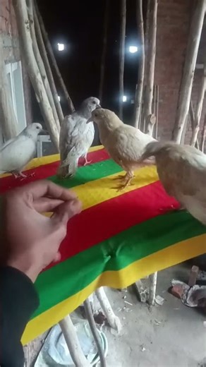 baba kari java mahar kam ho janda ne #punjabisong #nijjar