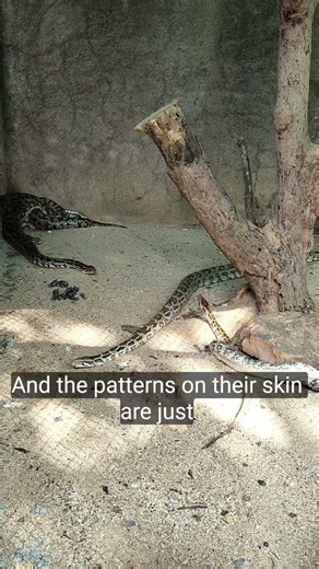 python #snake #python #animals #shorts #viral
