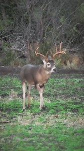 1.1K views · 25 reactions | Everything is bigger in Texas❗️ Those Texas bucks can’t resist the Tecomate food plots! #hunting #texas #bigbucks #foodplot | Tecomate Wildlife Seed | Facebook