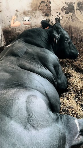 Ancient Symbol of David Faller: The Mighty Belgian Blue Bull