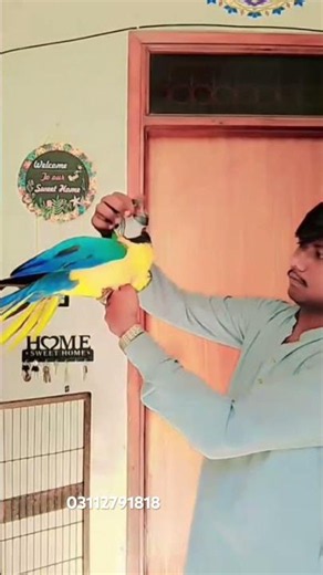 Blue and Gold Macaw 8 month old DNA male