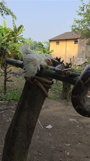 Murgi vs Python Snake #shortsvideo #youtubeshorts #trending